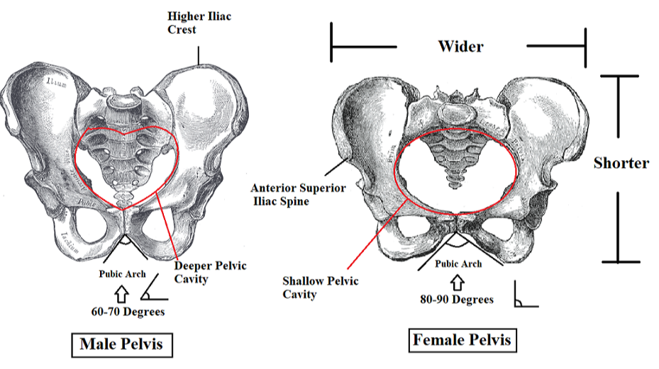 mfpelvis-social.png