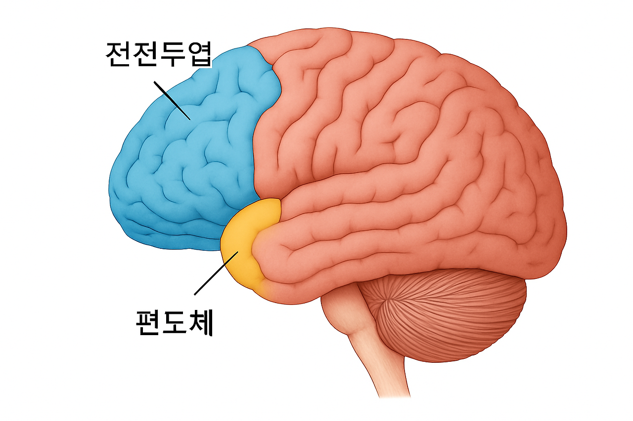 brain_with_amygdala_pfc_korean.png