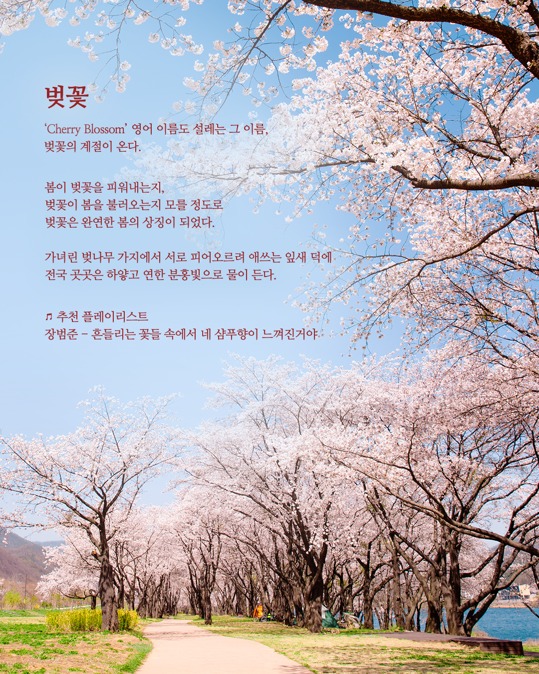 서울벚꽃명소_카드뉴스_1차_01.png