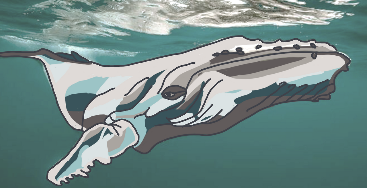 whale_3.png