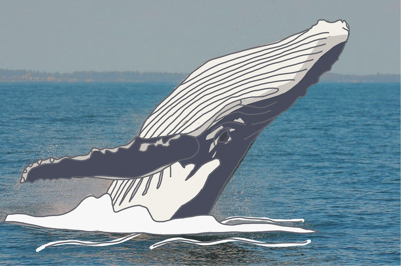 whale_1.png