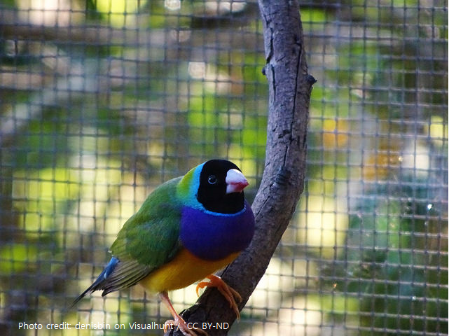 새장 속의 새.png