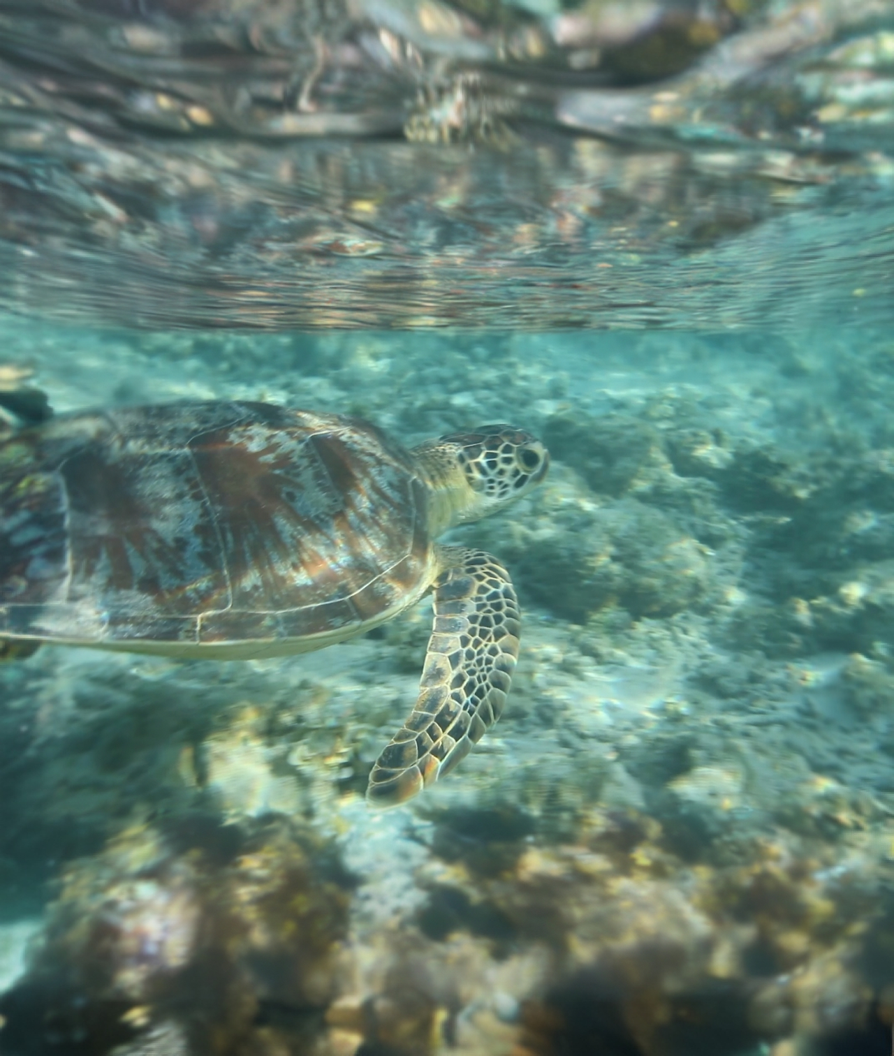 20231121_길리, 셀렉.png