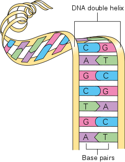 Diagram_showing_a_double_helix_of_a_chromosome_CRUK_065.svg.png