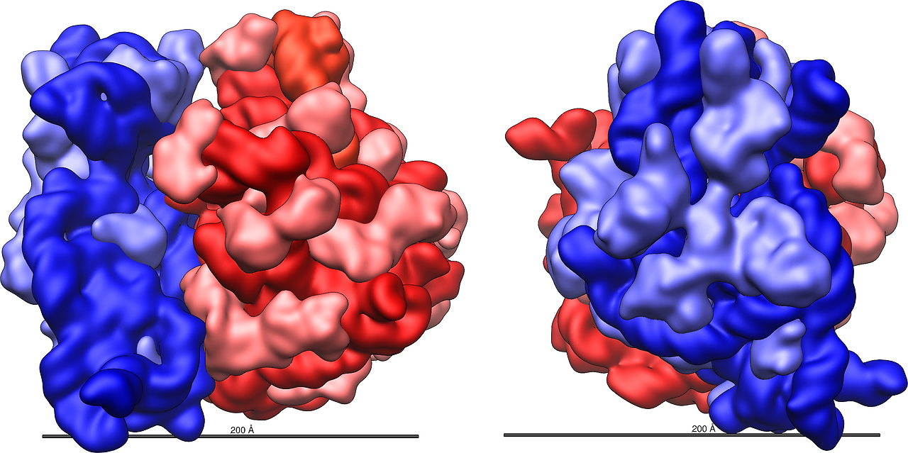 5.Ribosome_shape.png