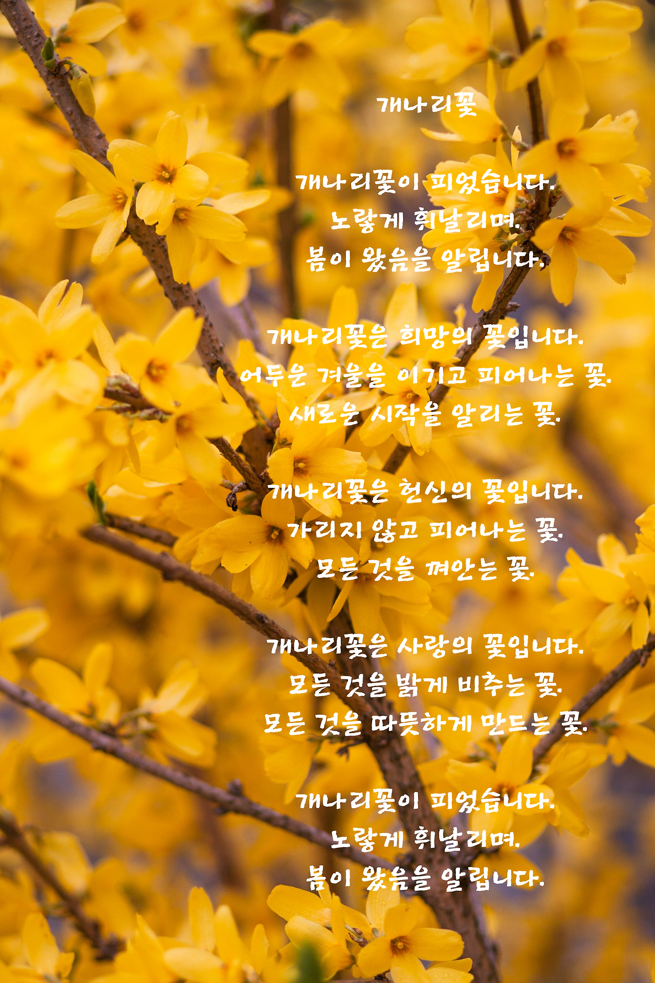 개나리꽃 개나리꽃이 피었습니다. 노랗게 휘날리며. 봄이 왔음을 알립니다. 개나리꽃은 희망의 꽃입니다. 어두운 겨울을 이기고 피어나는 꽃. 새로운 시작을 알리는 꽃. 개나리꽃은 헌신의 꽃입니다. 가리지 않고 피어나는 꽃. 모든 것을 껴안는 꽃. 개나리꽃은 사랑의 꽃입니다. 모든 것을 밝게 비추는 꽃. 모든 것을 따뜻하게 만드는 꽃. 개나리꽃이 피었습니 (1).png