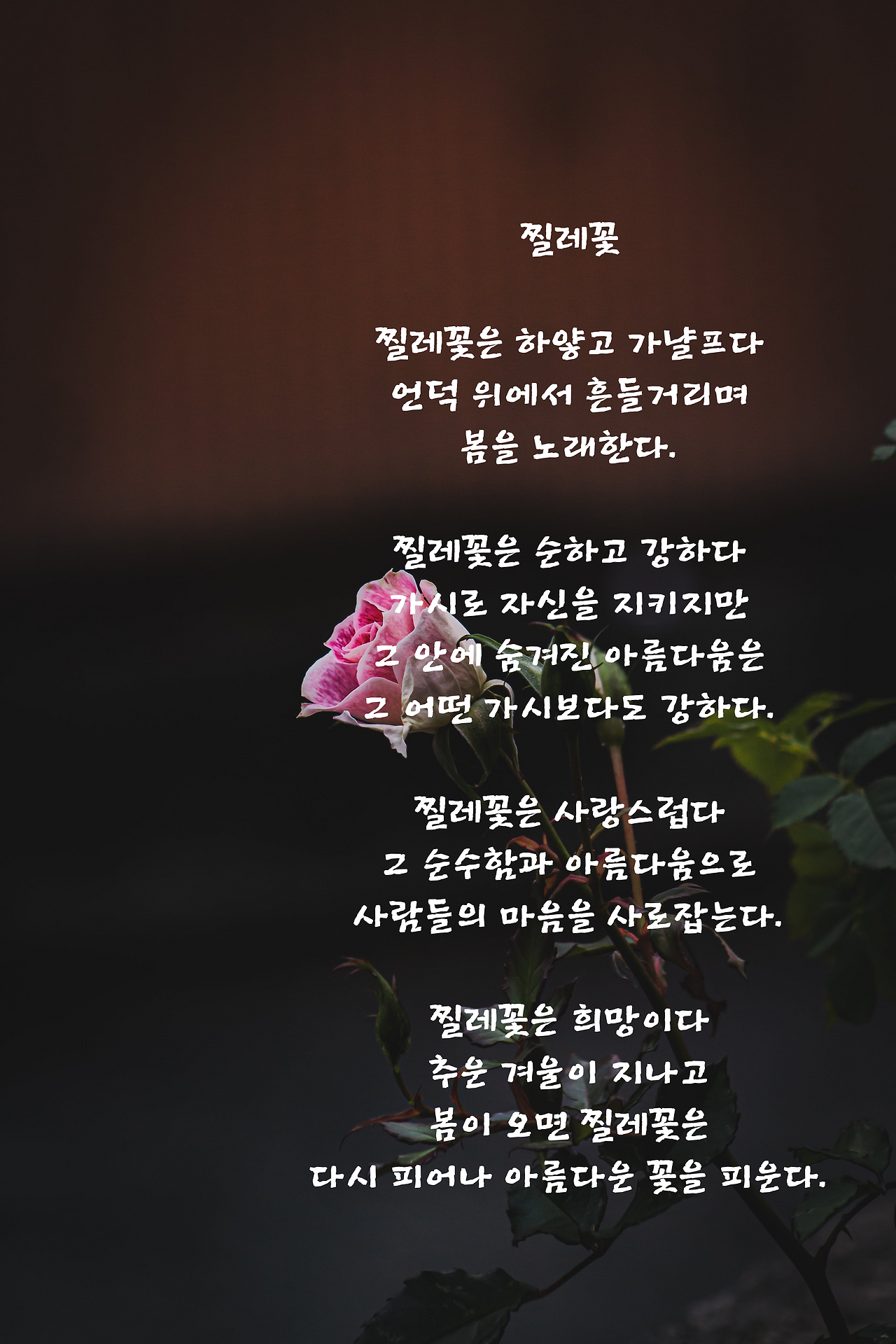 찔레꽃은 하얗고 가냘프다 언덕 위에서 흔들거리며 봄을 노래한다. 찔레꽃은 순하고 강하다 가시로 자신을 지키지만 그 안에 숨겨진 아름다움은 그 어떤 가시보다도 강하다. 찔레꽃은 사랑스럽다 그 순수함과 아름다움으로 사람들의 마음을 사로잡는다. 찔레꽃은 희망이다 추운 겨울이 지나고 봄이 오면 찔레꽃은 다시 피어나 아름다운 꽃을 피운다..png