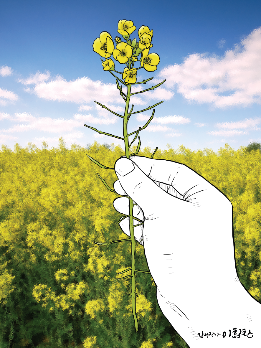 유채꽃이야기2.png