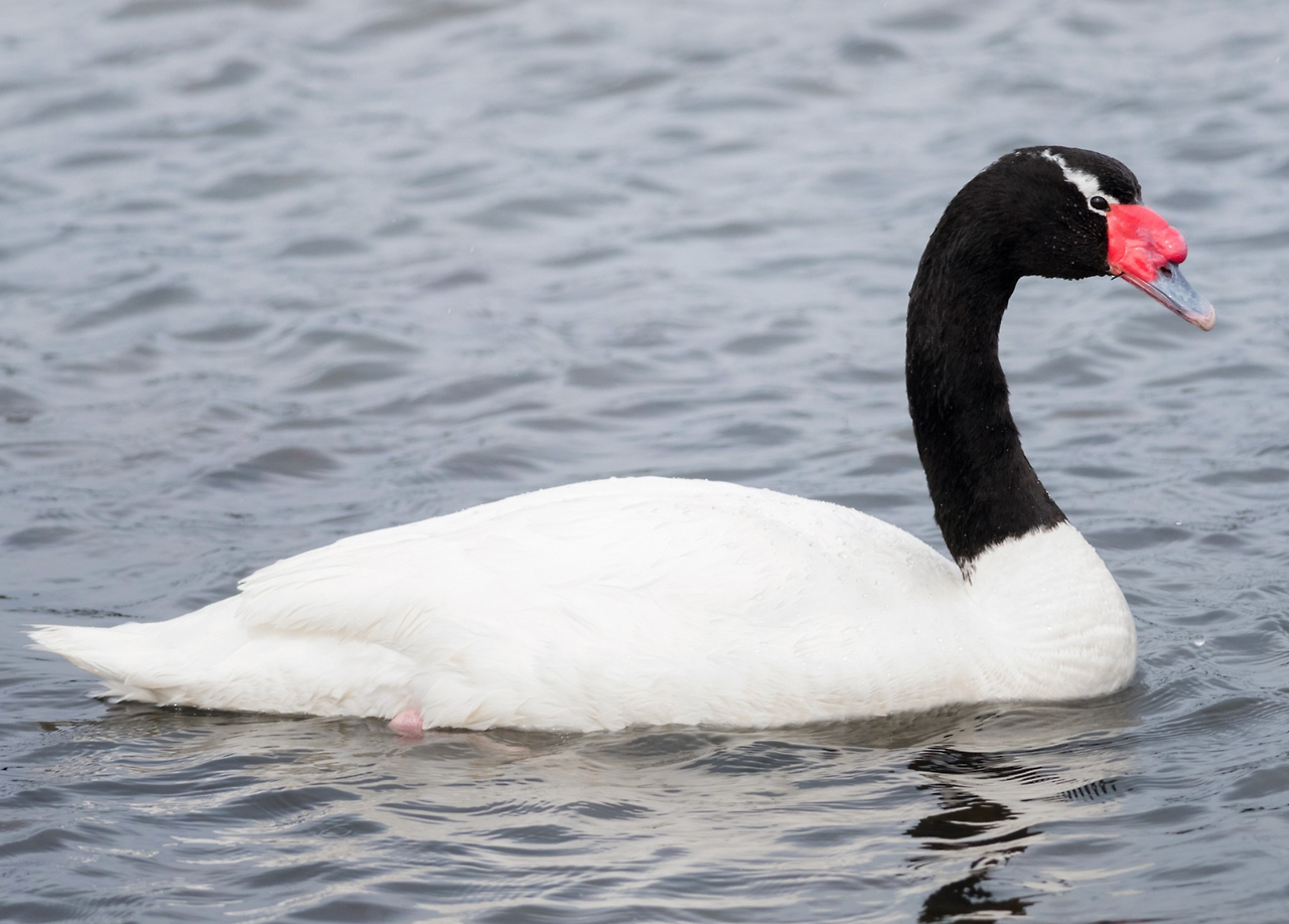black necked swan.png