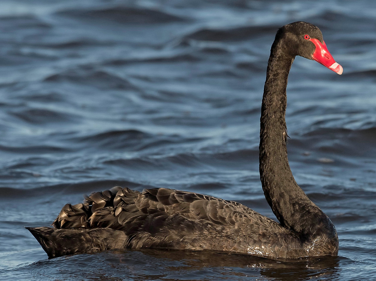 black swan.png