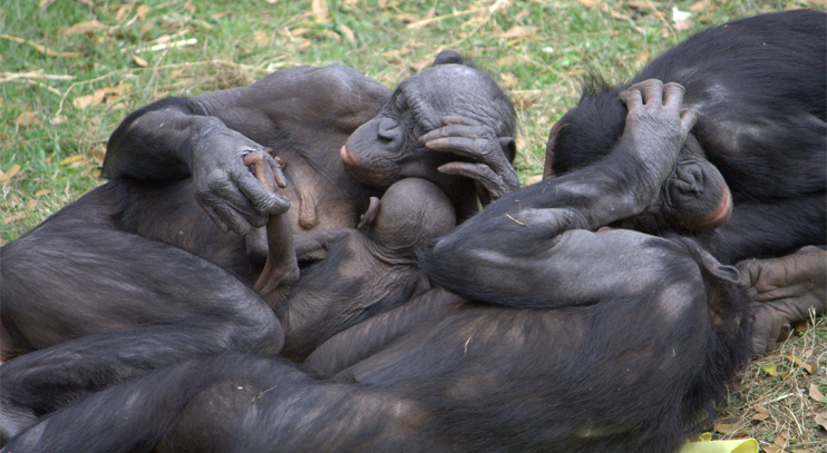 Mother-Bonobo-Baby.png