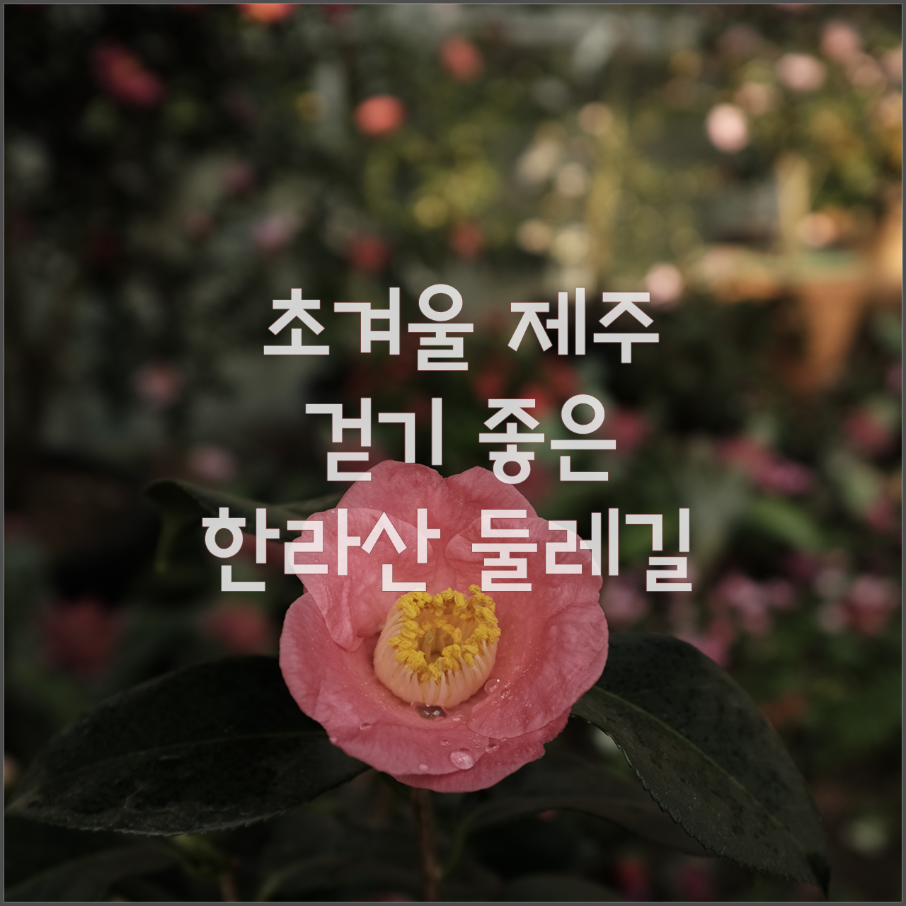 한라산 둘레길 동백길대분.png