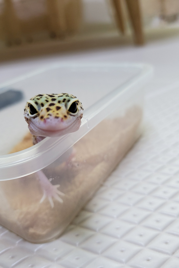 제목을 입력하세요 3.png