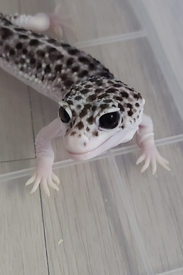 제목을 입력하세요 2.png