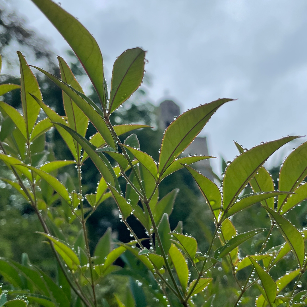 230602_차와닮은 삶 (3).png