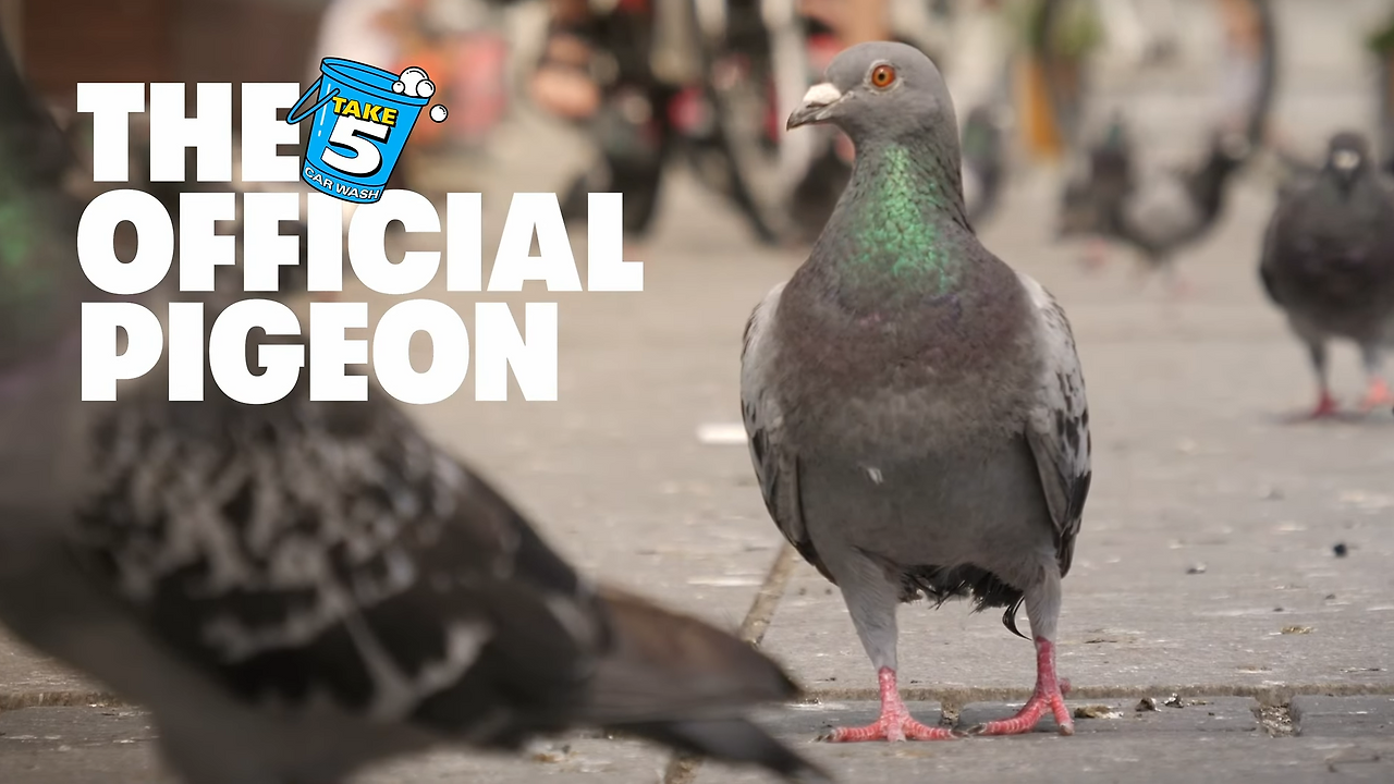 Meet the Take 5 Car Wash Official Pigeon 0-19 screenshot.png