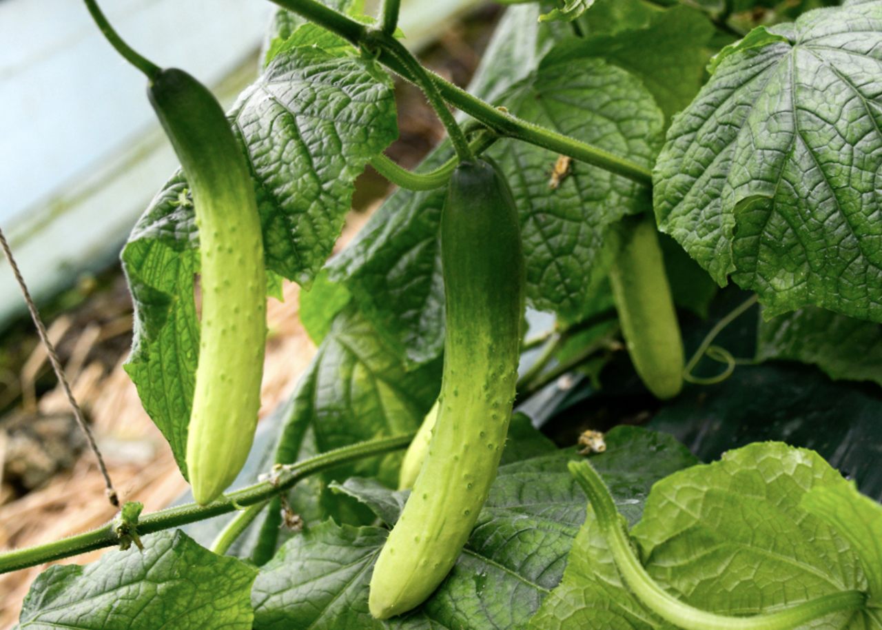 스크린샷 2025-04-17 오전 12.15.01.png