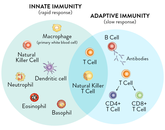 immune-types-of-response.png