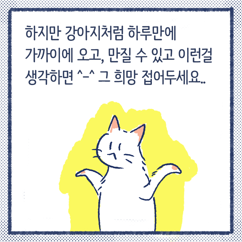 고양이첫인사10.png