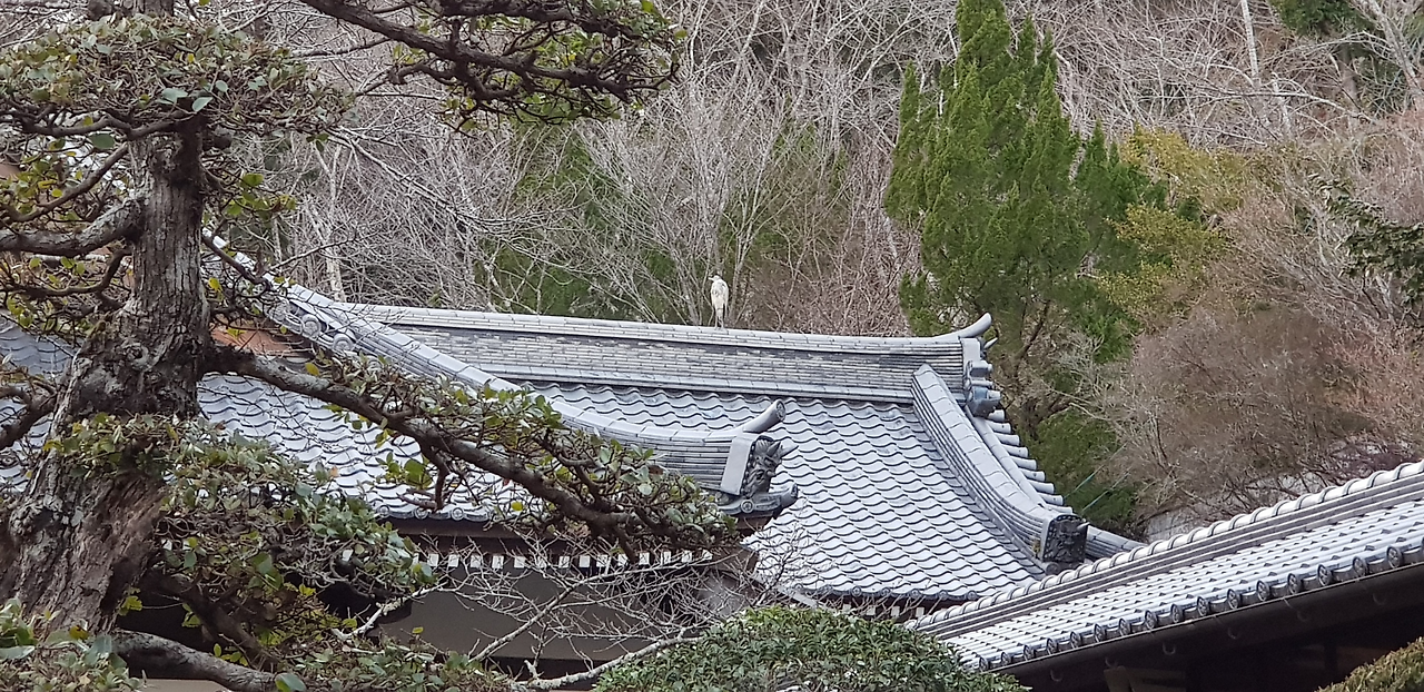 12일(엔코지 지붕 위 새).png