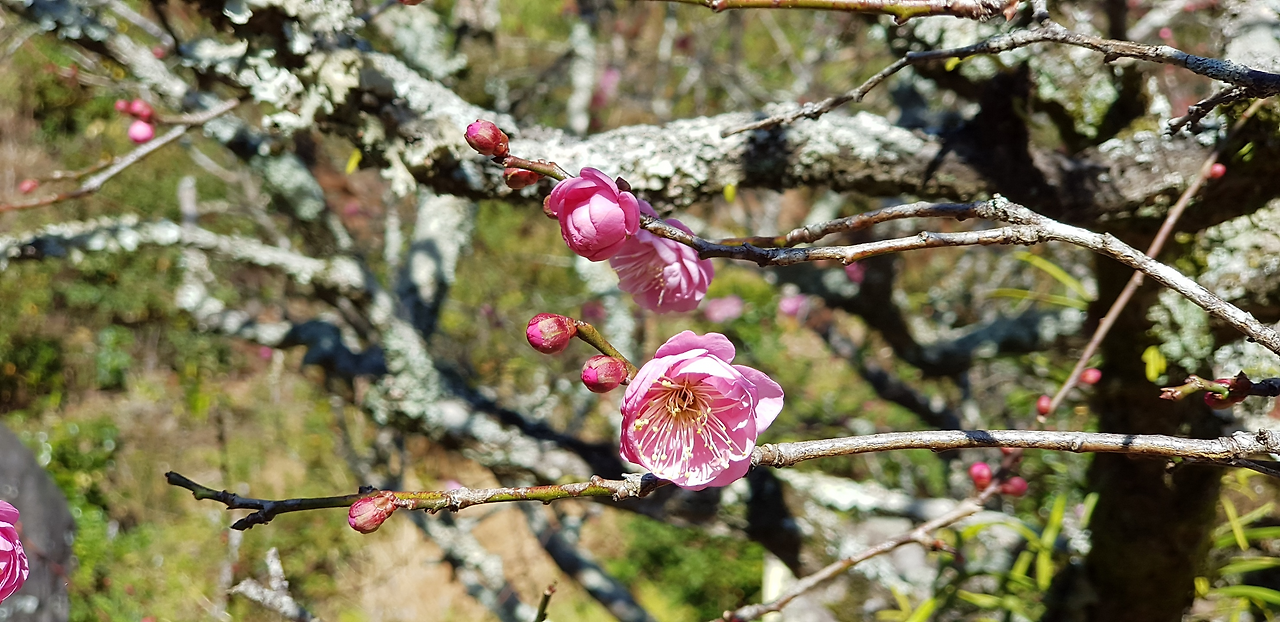 10일(부츠목구지 홍매화).png