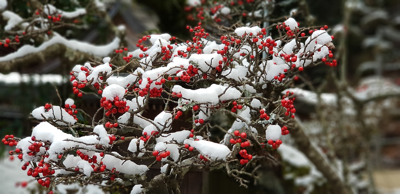 18일(눈꽃 핀 나무).png