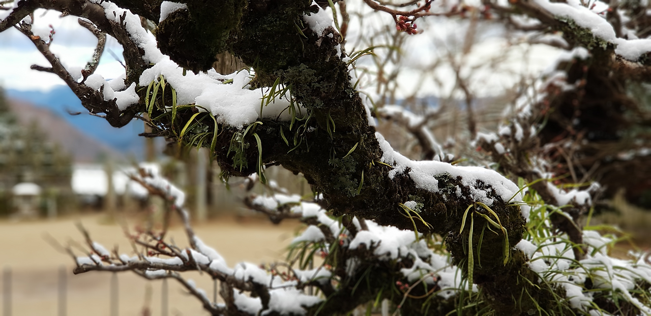 18일(눈꽃 나무).png