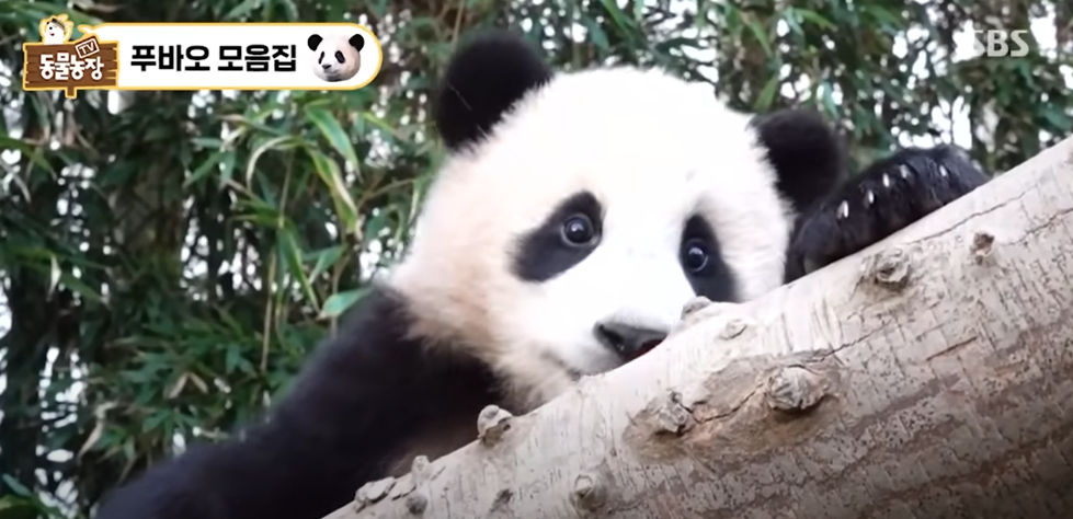 퇴근하기 싫어 나무에 매달려있는 푸바오. sbs 동물농장 캡처. .png