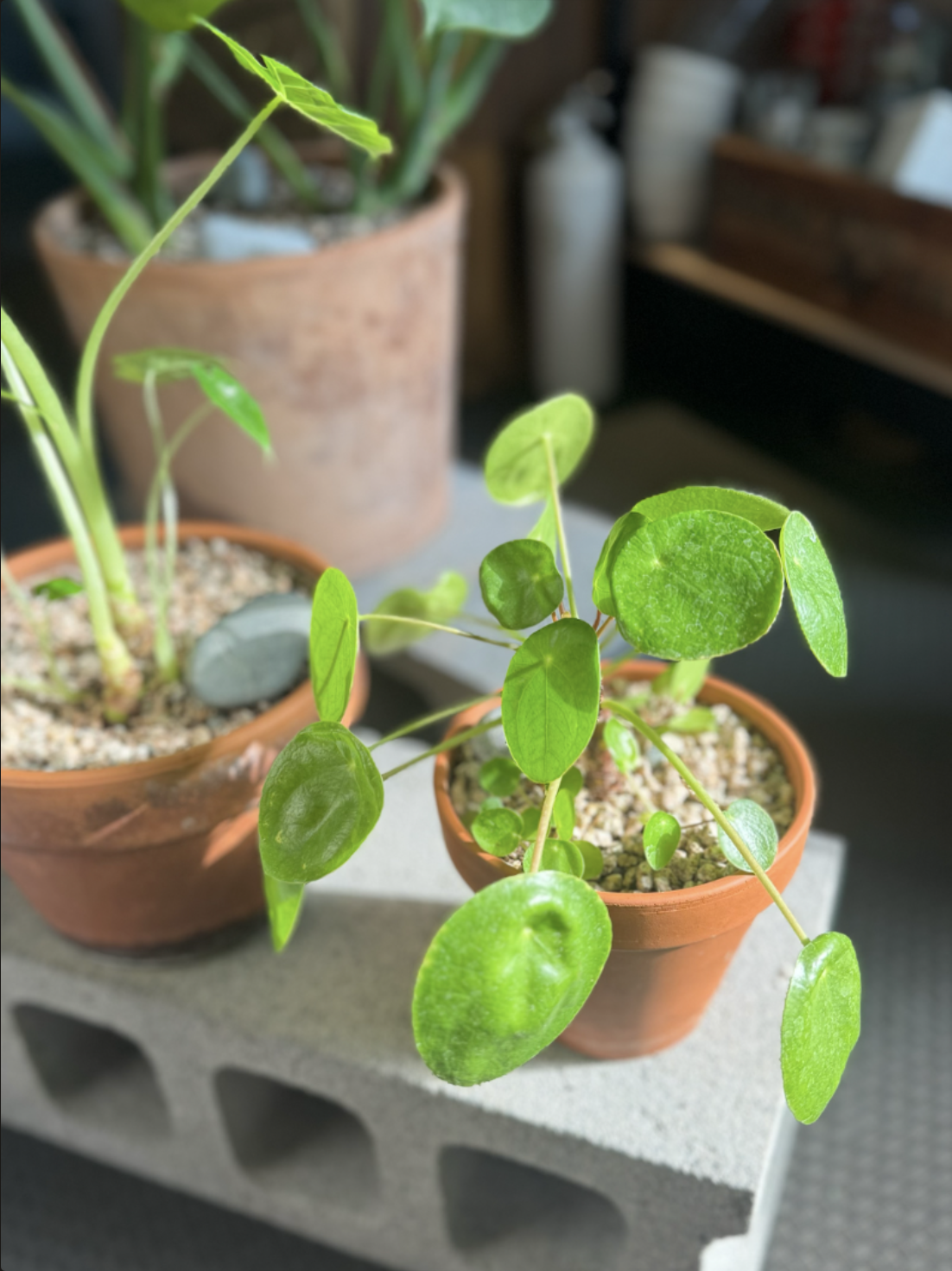 스크린샷 2025-04-03 오후 5.05.59.png