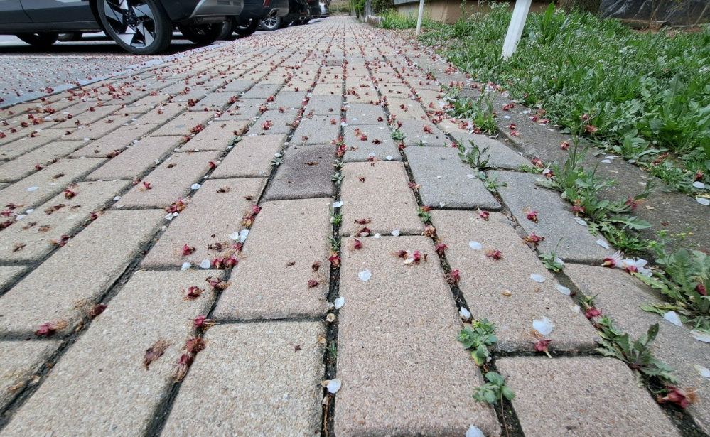 2024-05-02 걷기5.png