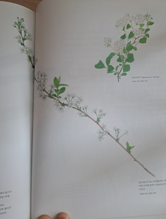 2024-04-05 조팝나무6.png