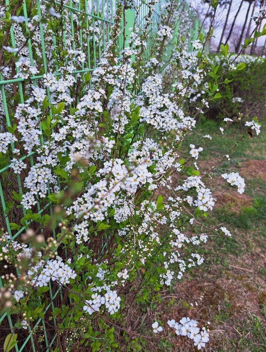 2024-04-05 조팝나무7.png