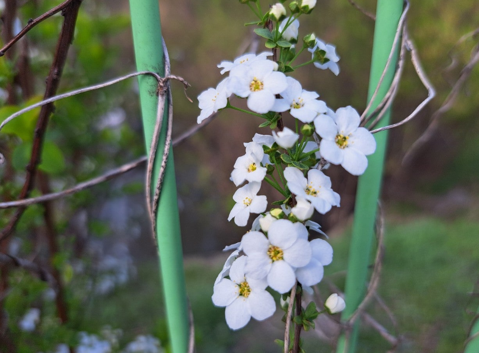 2024-04-05 조팝나무10.png