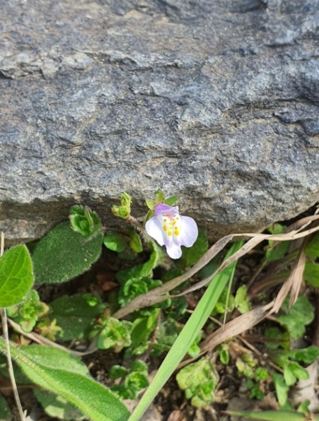 2024-06-10 주름잎꽃.png