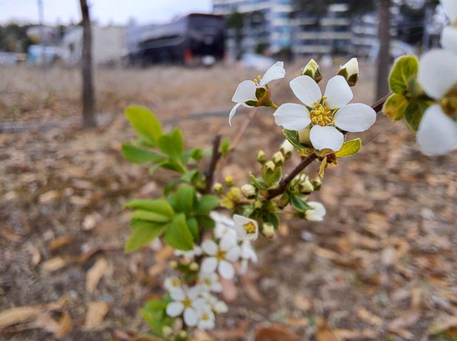 2024-04-05 조팝나무4.png