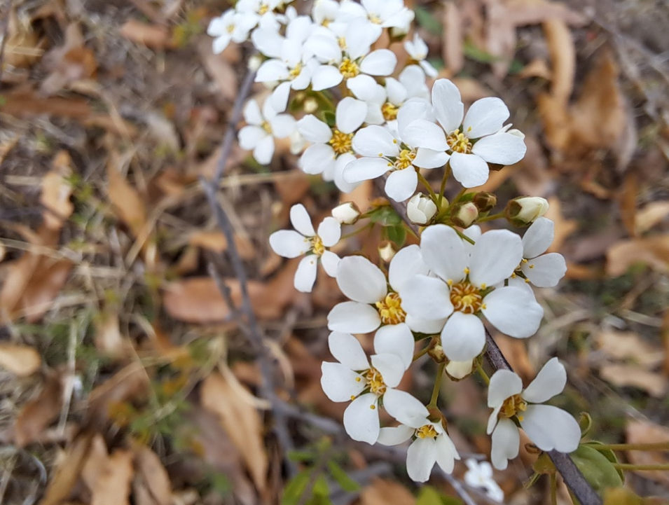 2024-04-05 조팝나무9.png