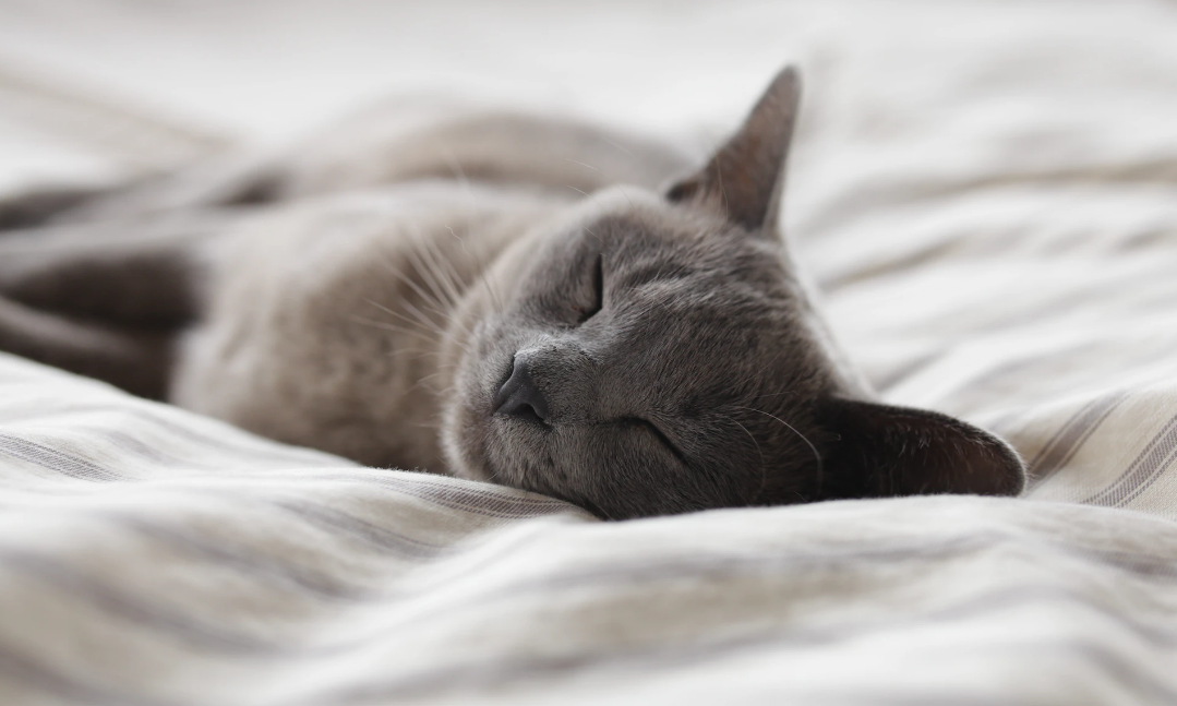 2024-01-22 SLEEPING.png