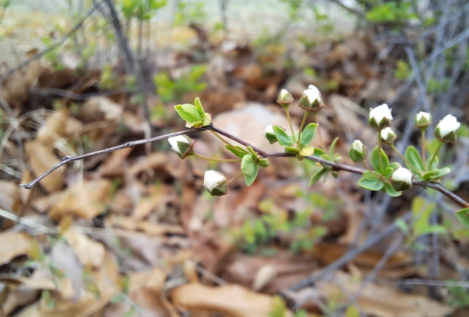 2024-04-05 조팝나무3.png