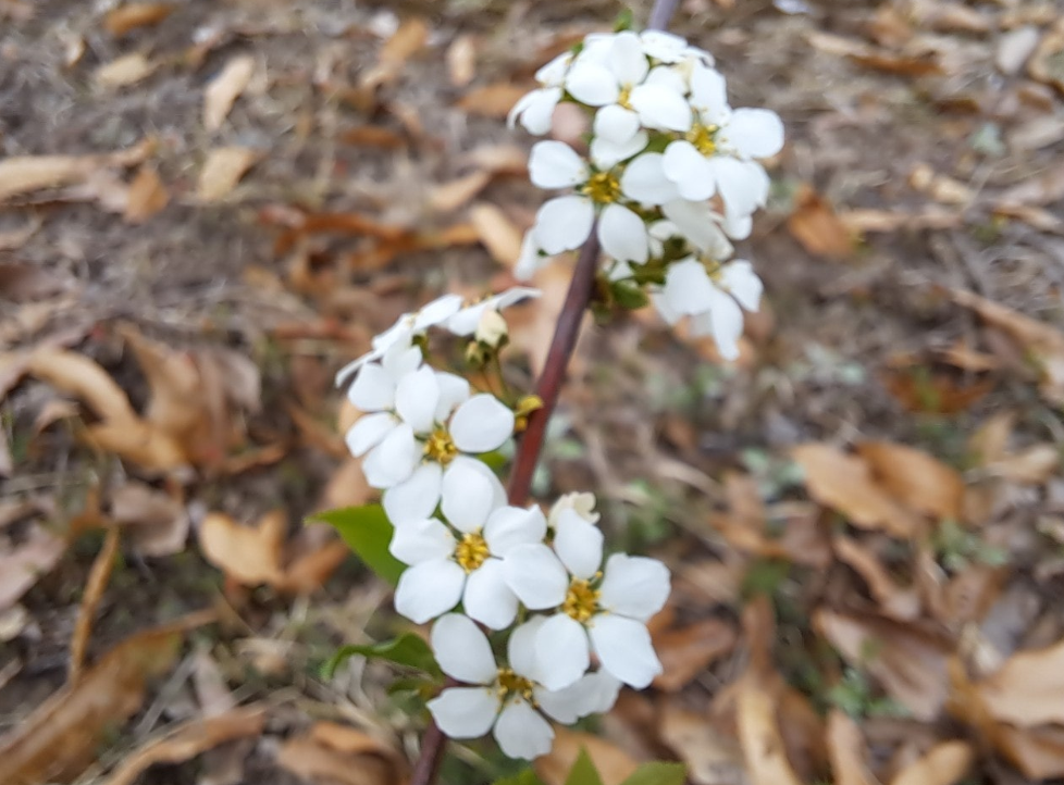 2024-04-05 조팝나무8.png