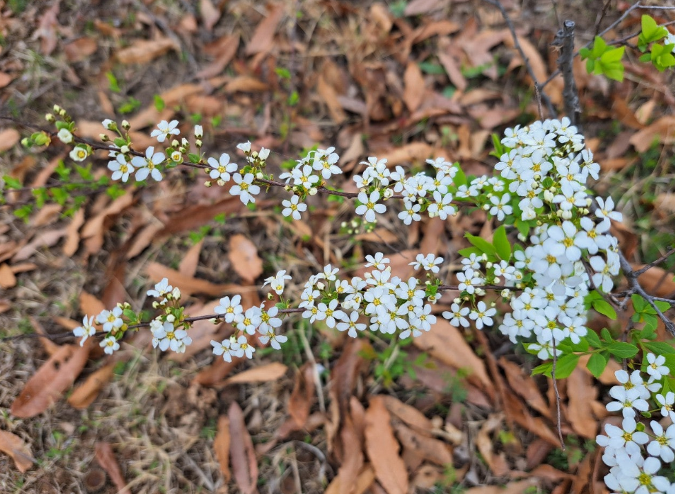 2024-04-05 조팝나무15.png