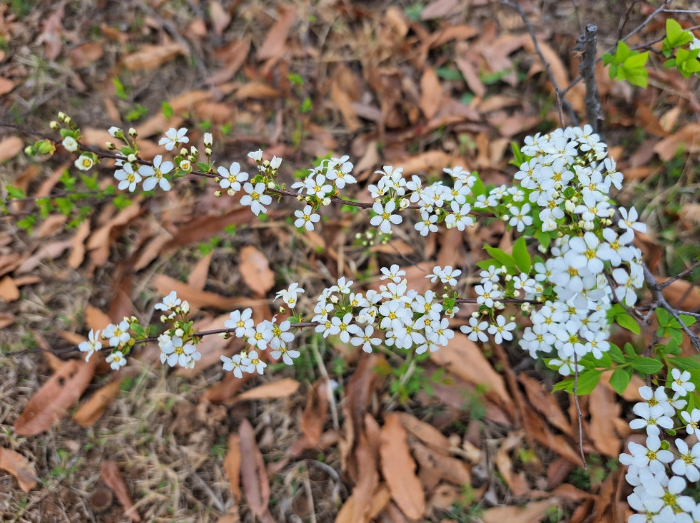 2024-04-05 조팝나무1.png