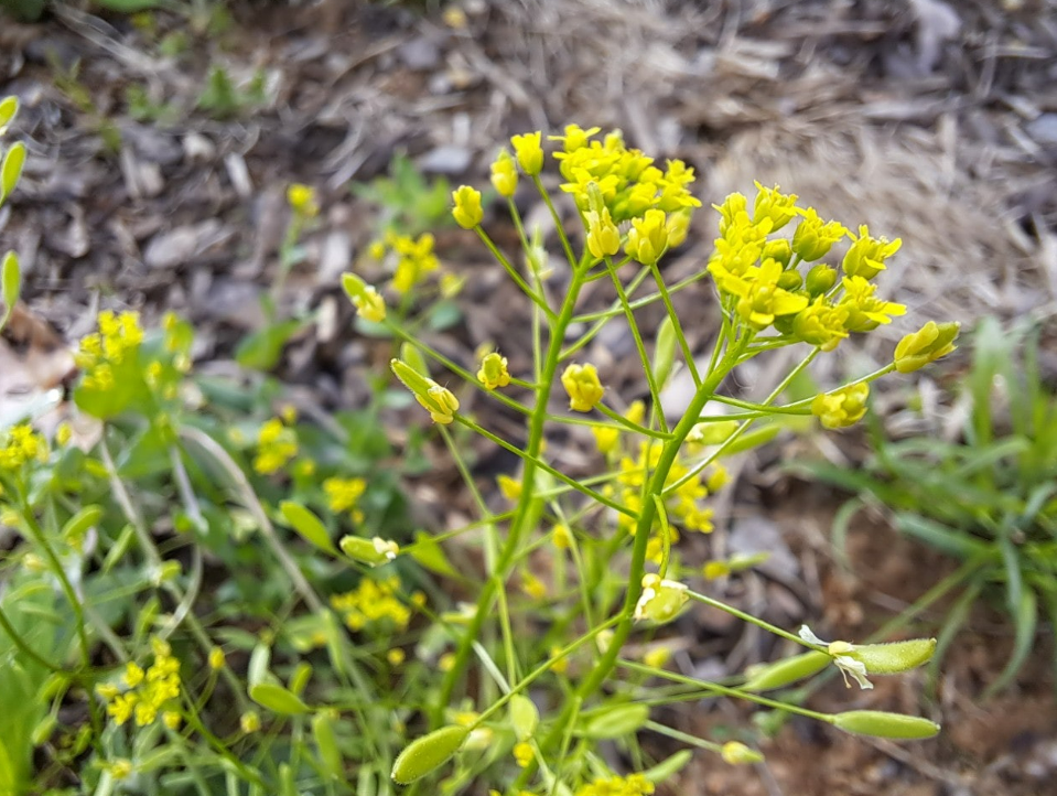 2024-04-30 꽃다지2-1.png