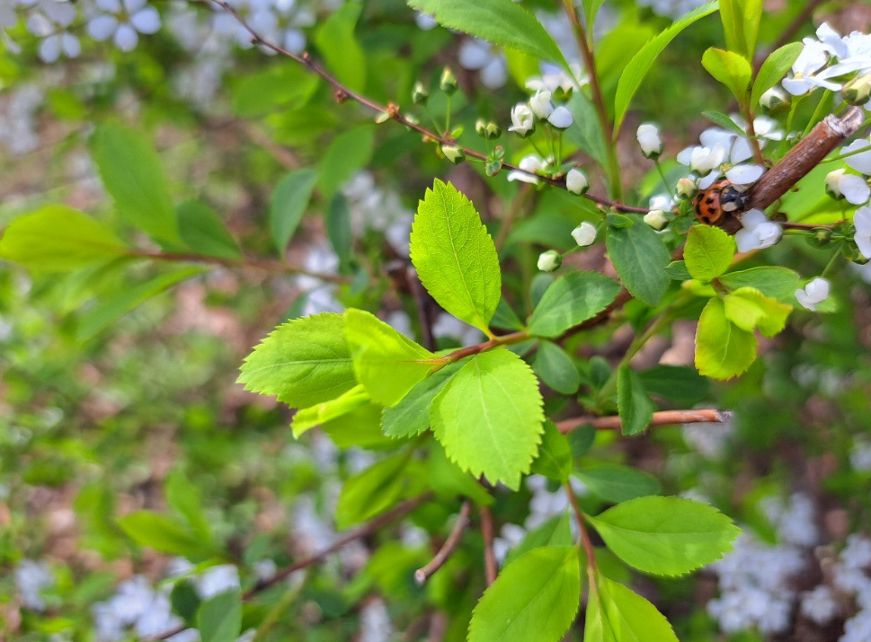 2024-04-05 조팝나무13.png