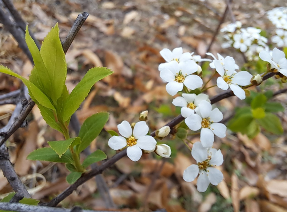 2024-04-05 조팝나무2.png