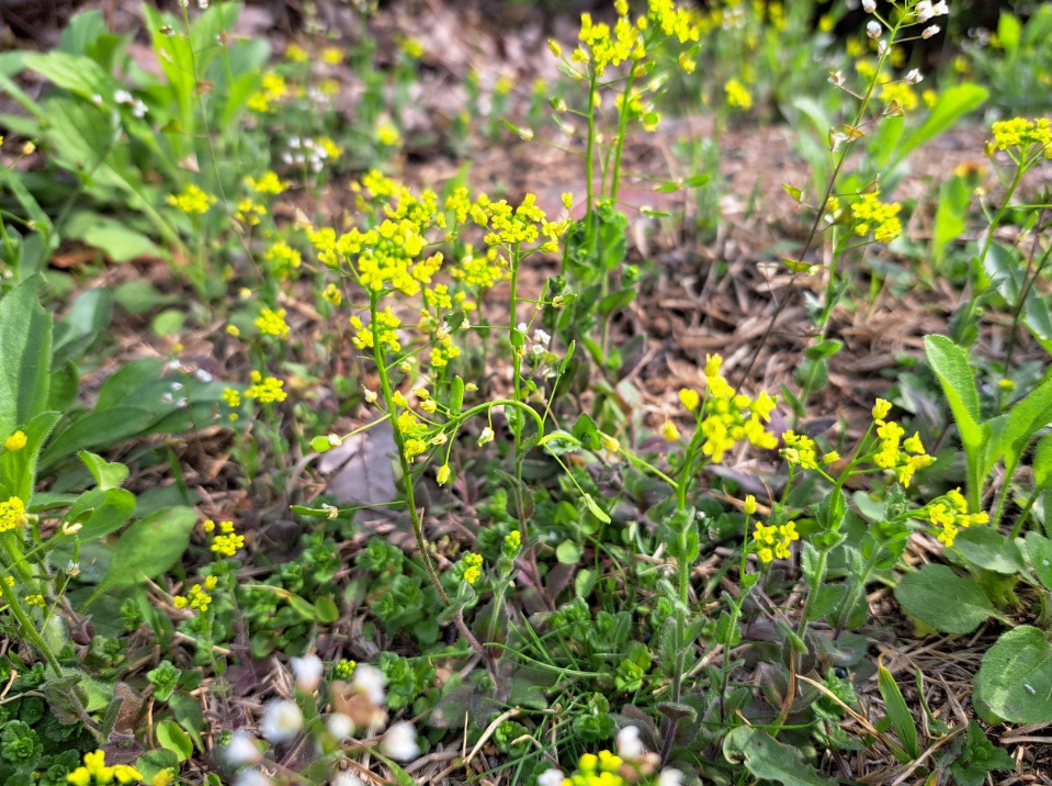 2024-04-30 꽃다지2-2.png