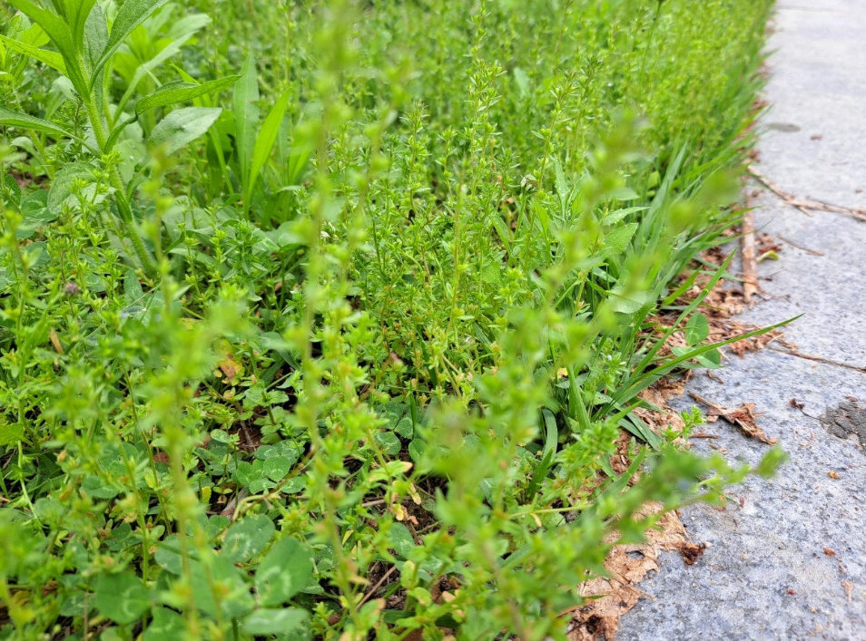 2024-05-02 걷기4.png