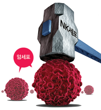 nk세포.png