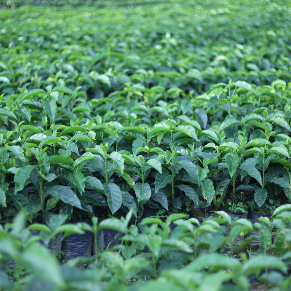 아틀라스볼리비아 7.png