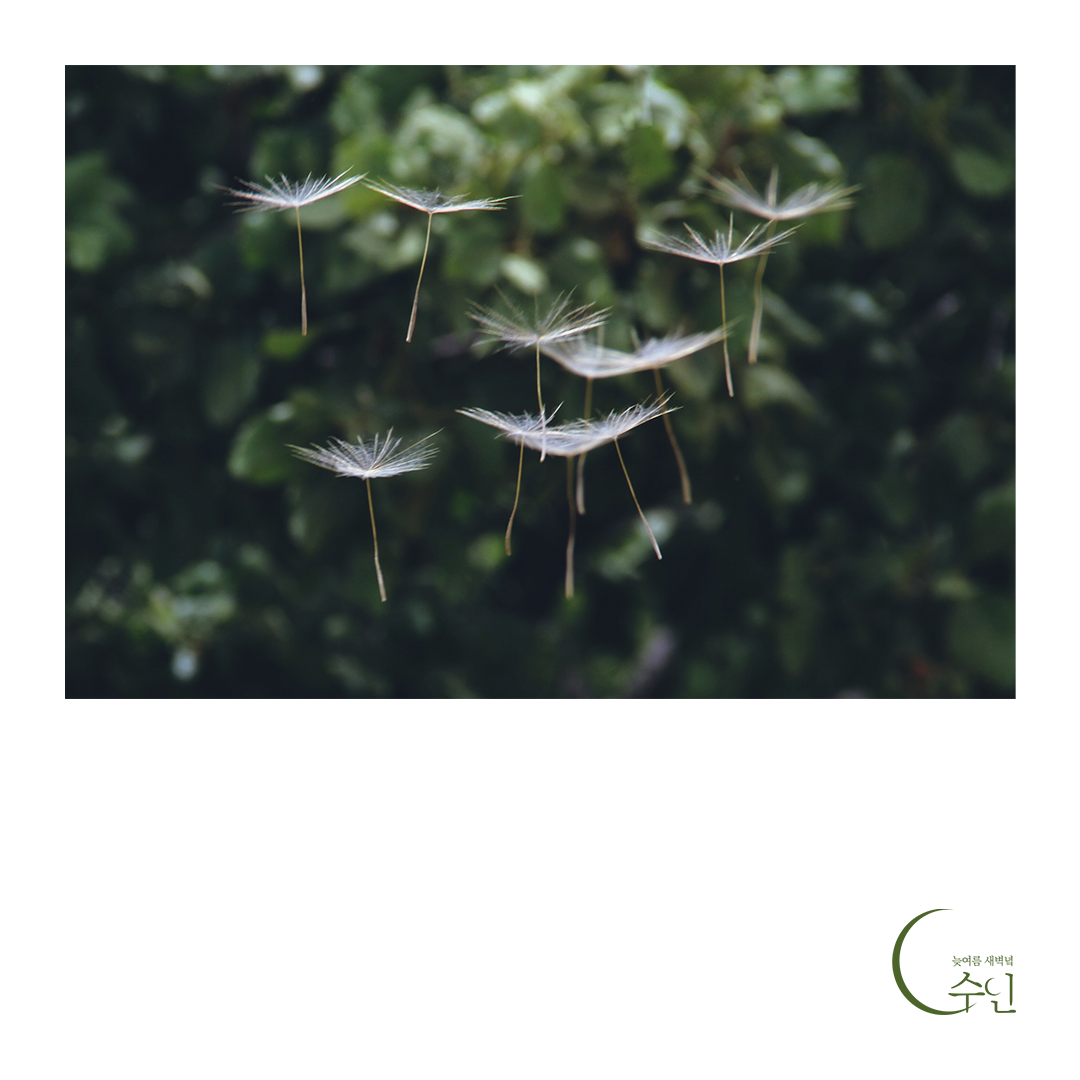 꽃씨만이 아는 계절.png