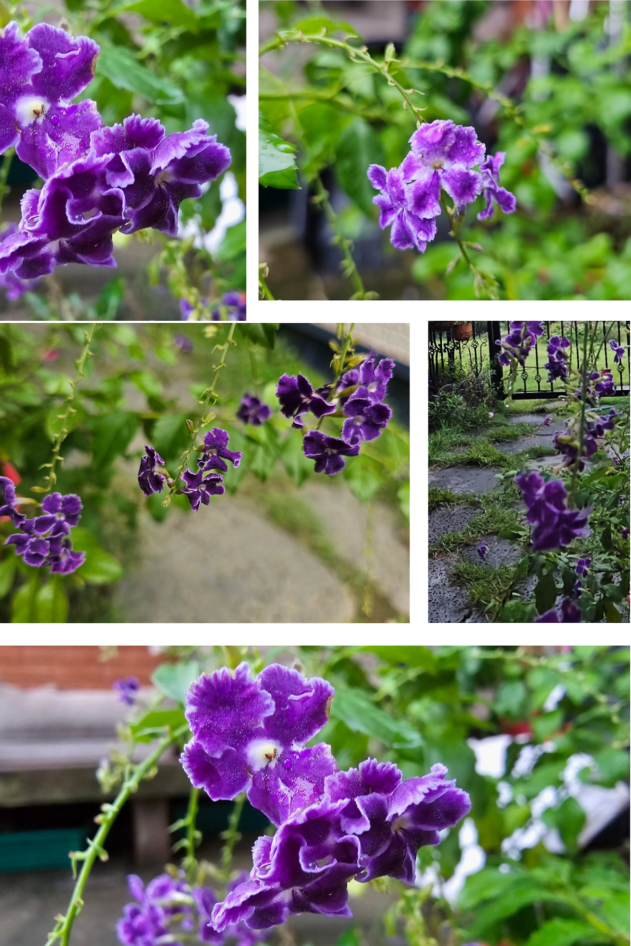 Beautiful Lake Mood Photo Collage.png